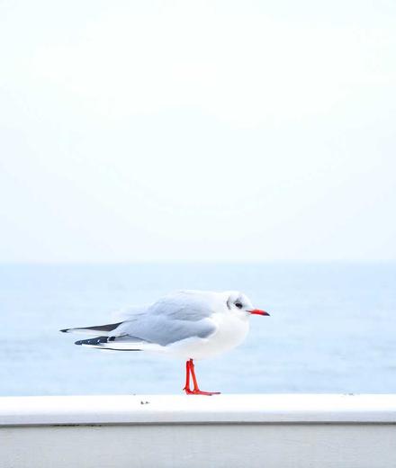 银河VALORANT战队